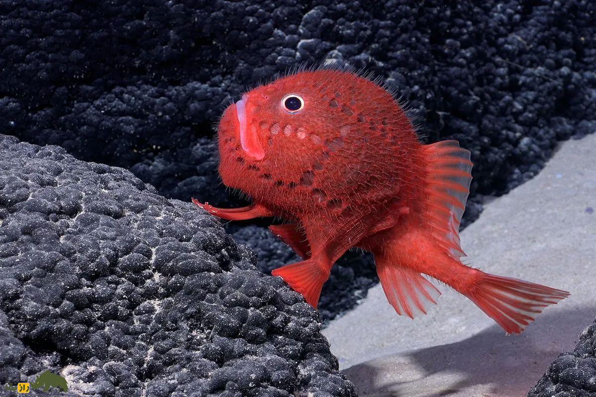 ۱۰ موجود عجیب و شگفتانگیز از اعماق دریا که گویی از فضا آمدهاند وزغ دریایی قرمز درحال راه رفتن روی صخره