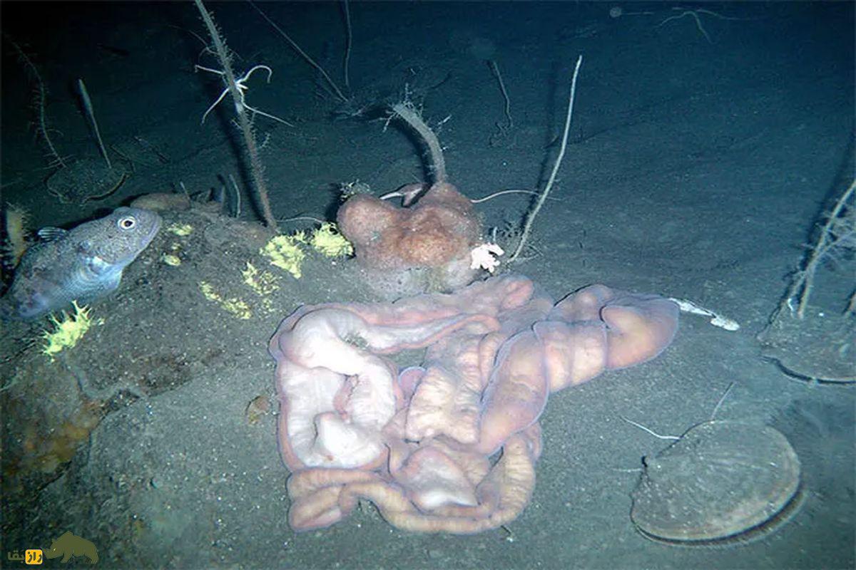 ۱۰ موجود عجیب و شگفتانگیز از اعماق دریا که گویی از فضا آمدهاند کرم های روبانی