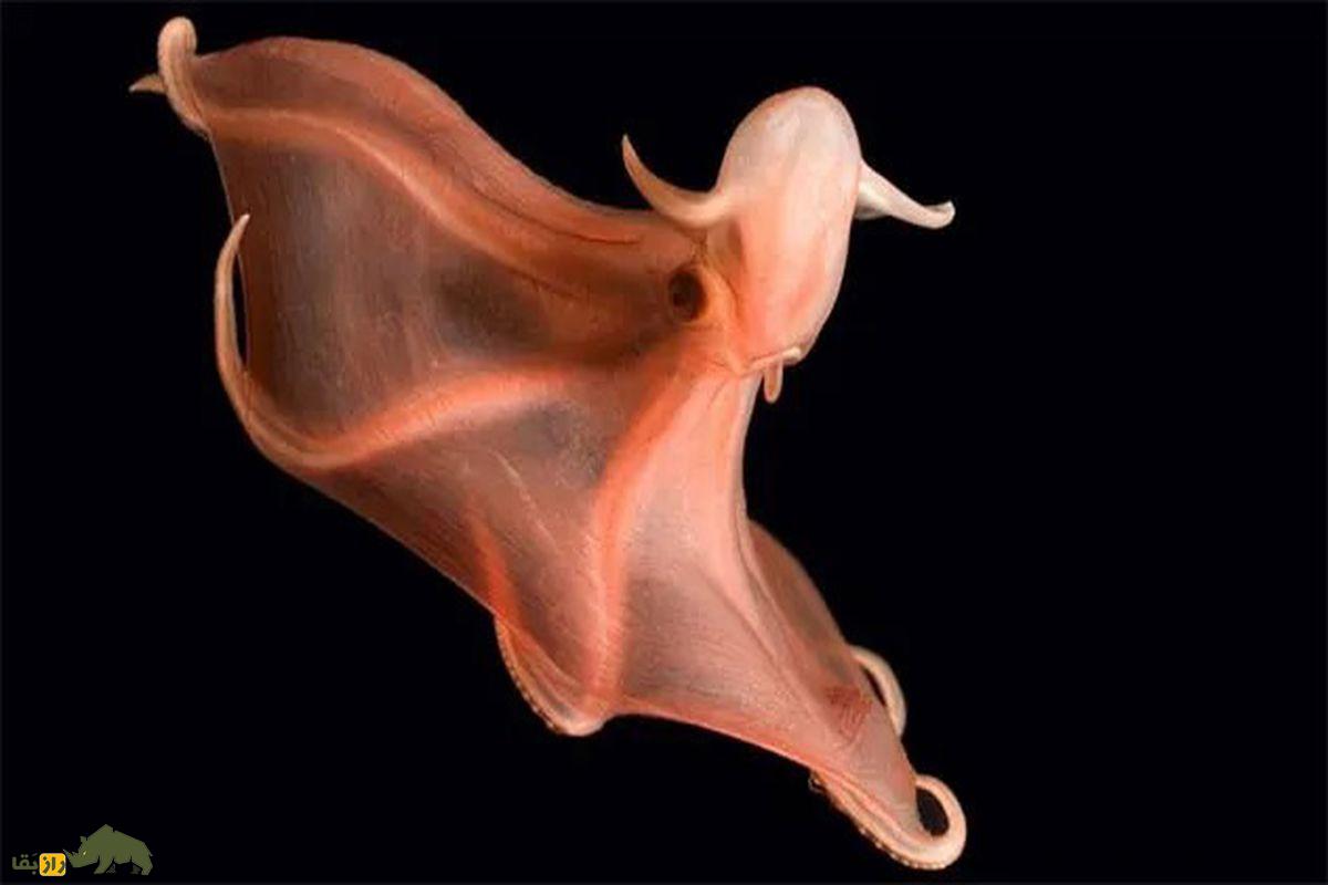 ۱۰ موجود عجیب و شگفتانگیز از اعماق دریا که گویی از فضا آمدهاند هشت پای درخشان