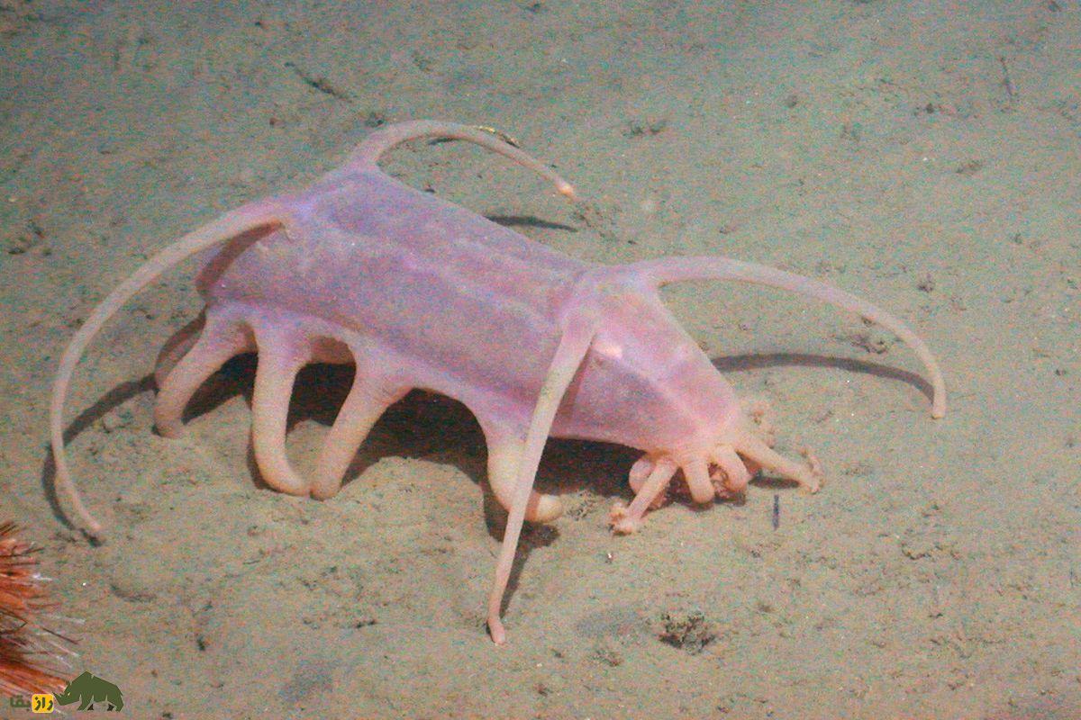 ۱۰ موجود عجیب و شگفتانگیز از اعماق دریا که گویی از فضا آمدهاند خوک دریایی صورتی