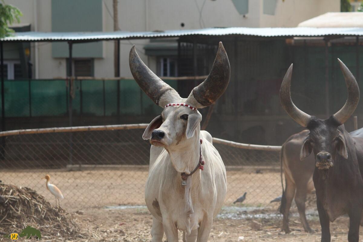 گاو کانکریج؛ گاو هندی غول‌پیکر که شاخ‌هایش شبیه تنه درخت است