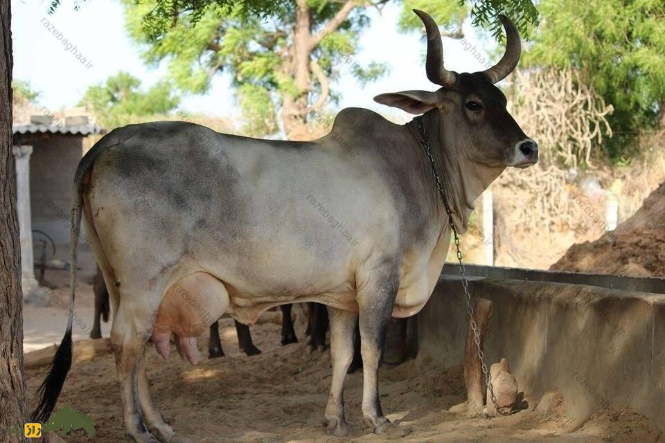 گاو کانکریج دو رنگ با برآمدگی کوچک شانه