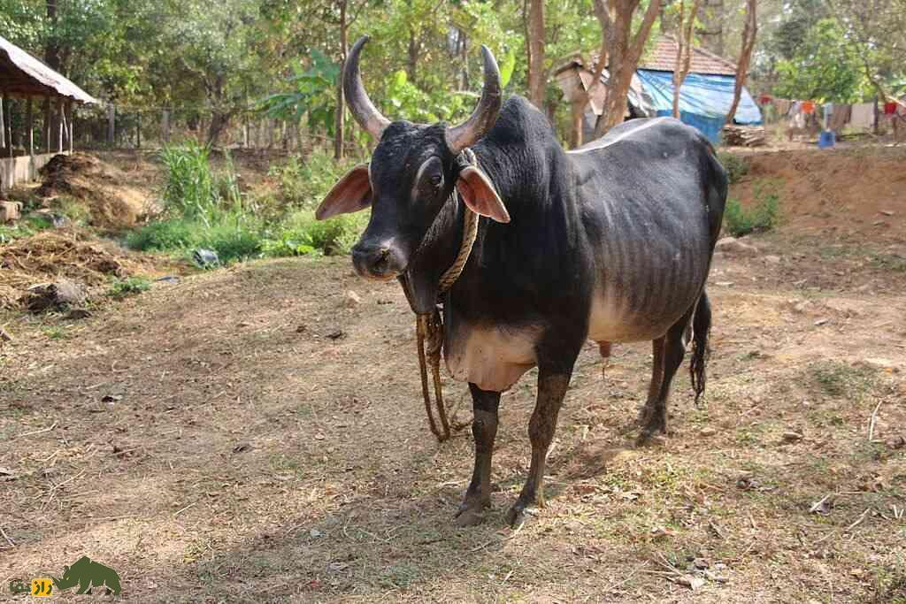 گاو کانکریج سیاه رنگ