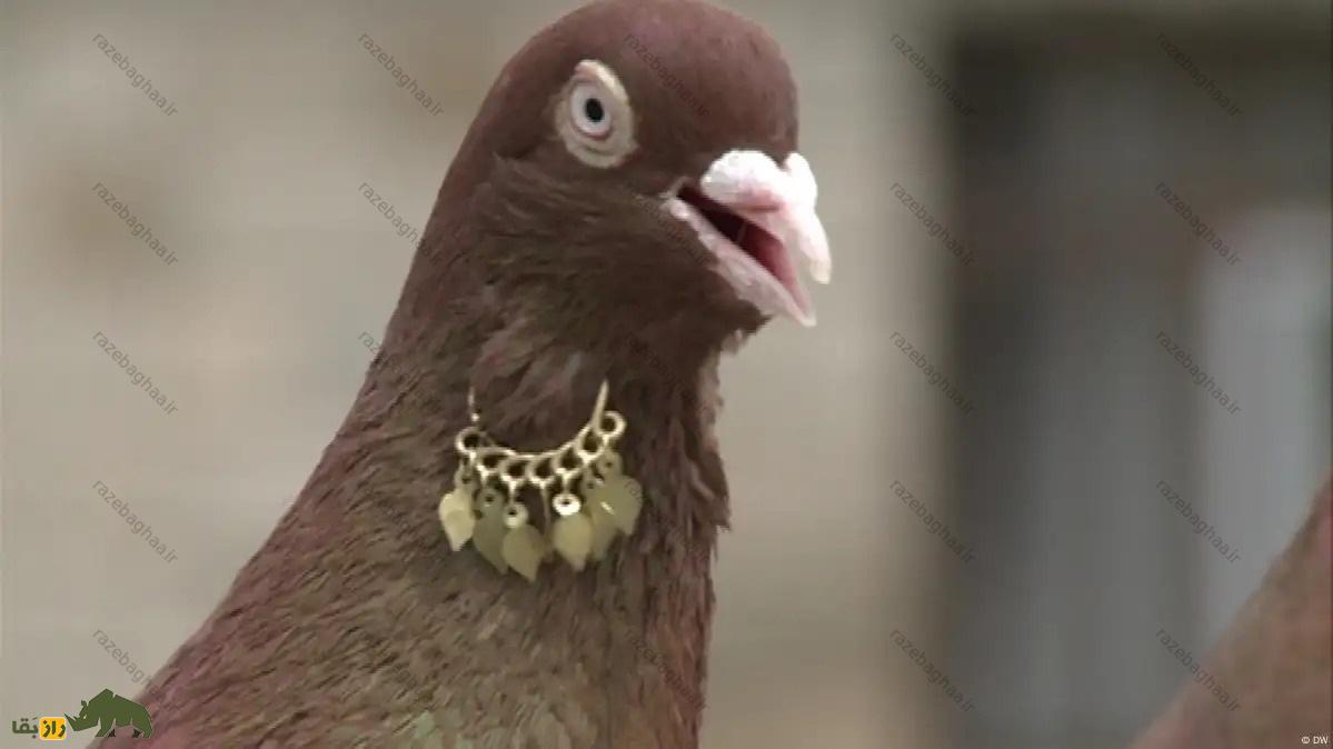 کبوتر بُرسا؛ کبوتری با پر‌های درخشان که زیباترین نژاد کبوتر در ترکیه است