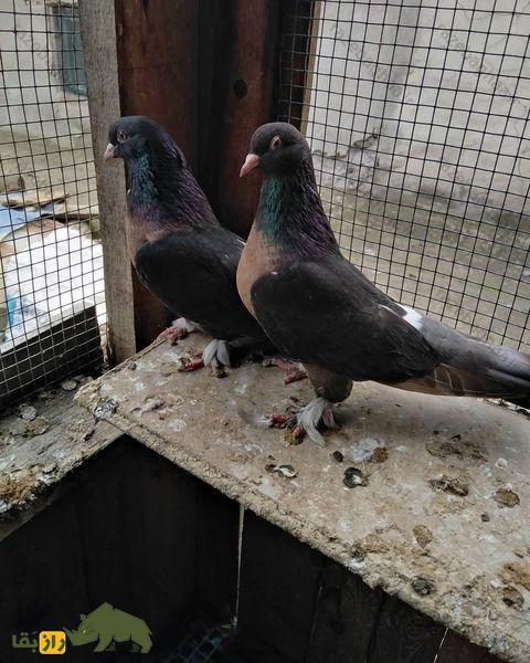 کبوتر بُرسا؛ کبوتری با پر‌های درخشان که زیباترین نژاد کبوتر در ترکیه است