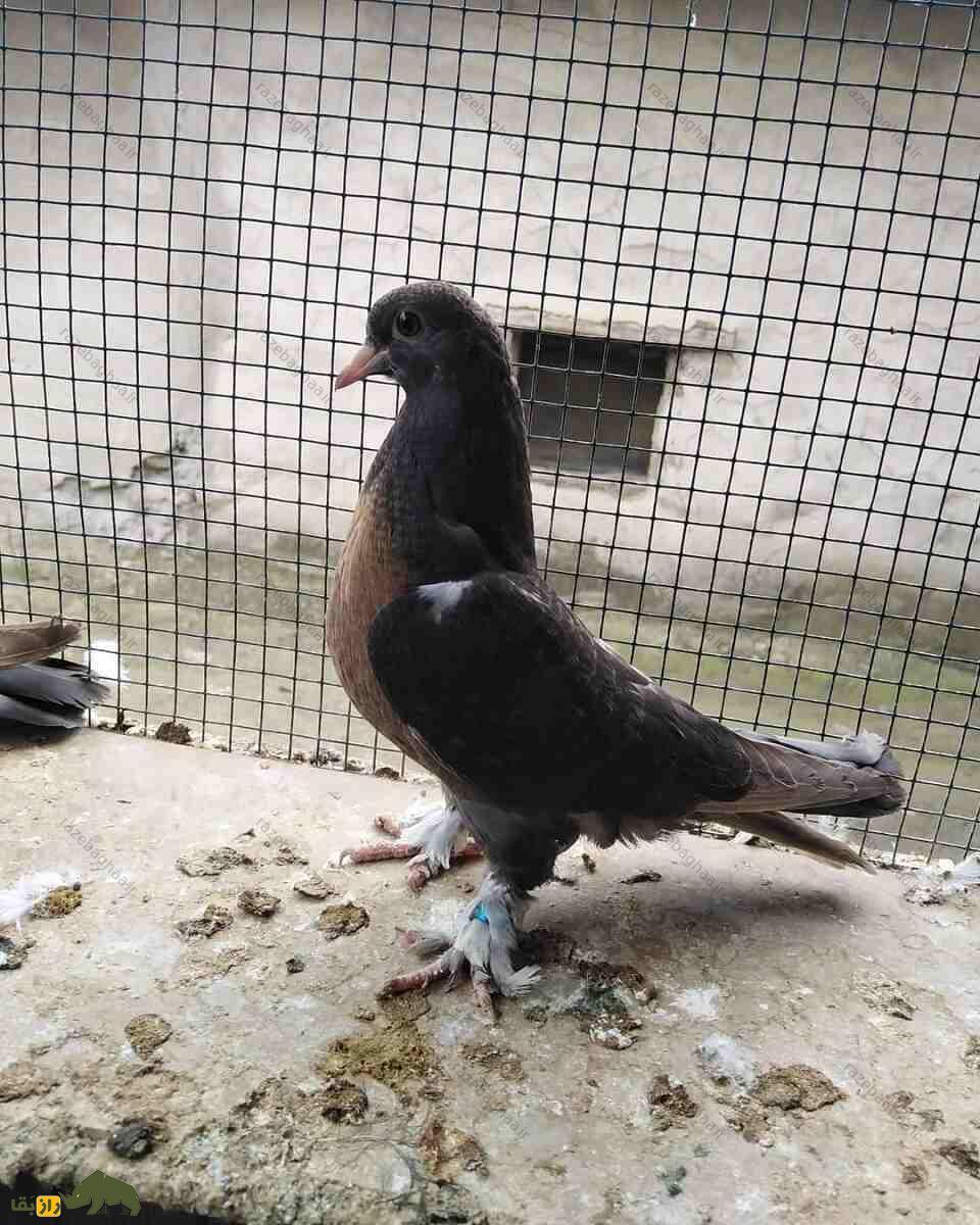 کبوتر بُرسا؛ کبوتری با پر‌های درخشان که زیباترین نژاد کبوتر در ترکیه است