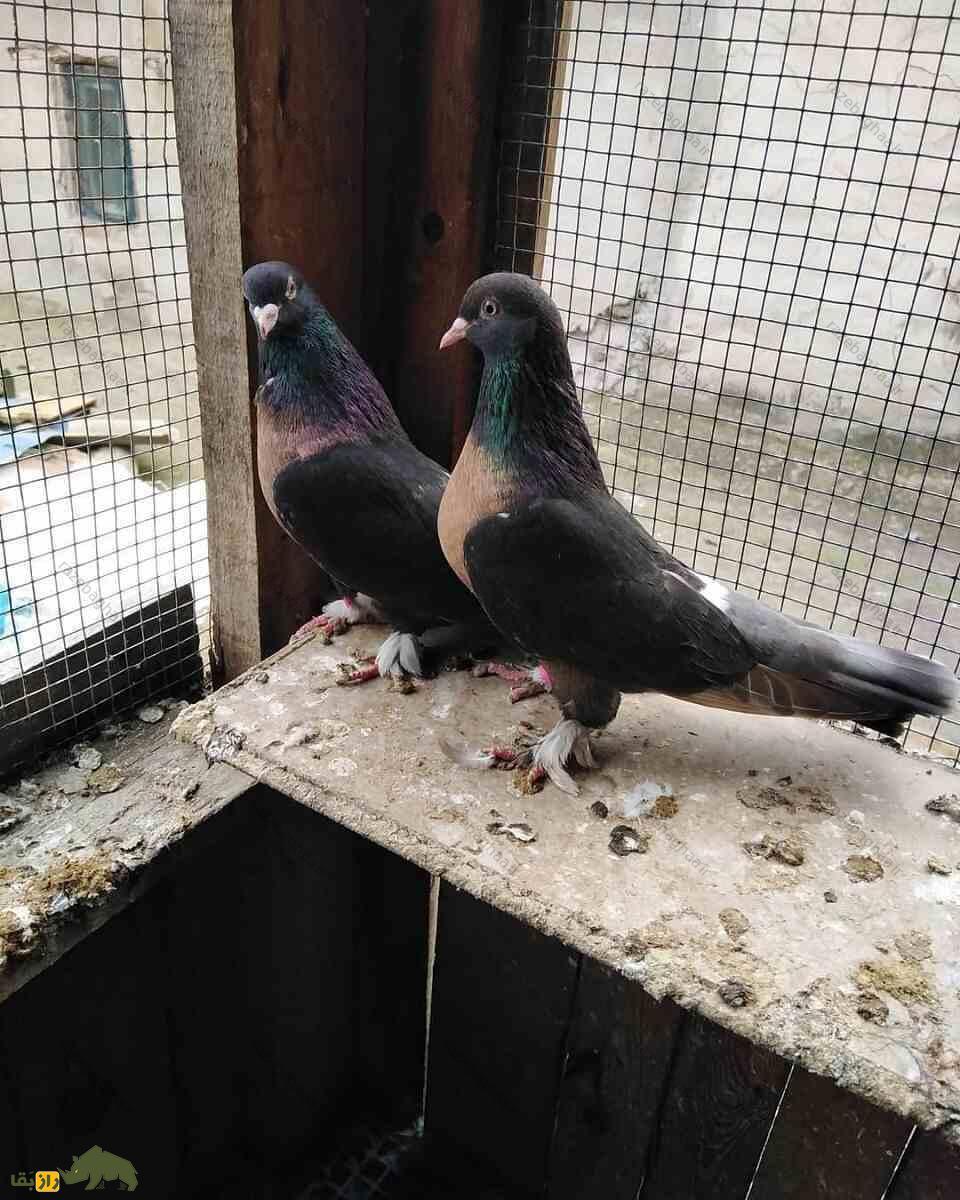 کبوتر بُرسا با سینه‌های قهوه‌ای