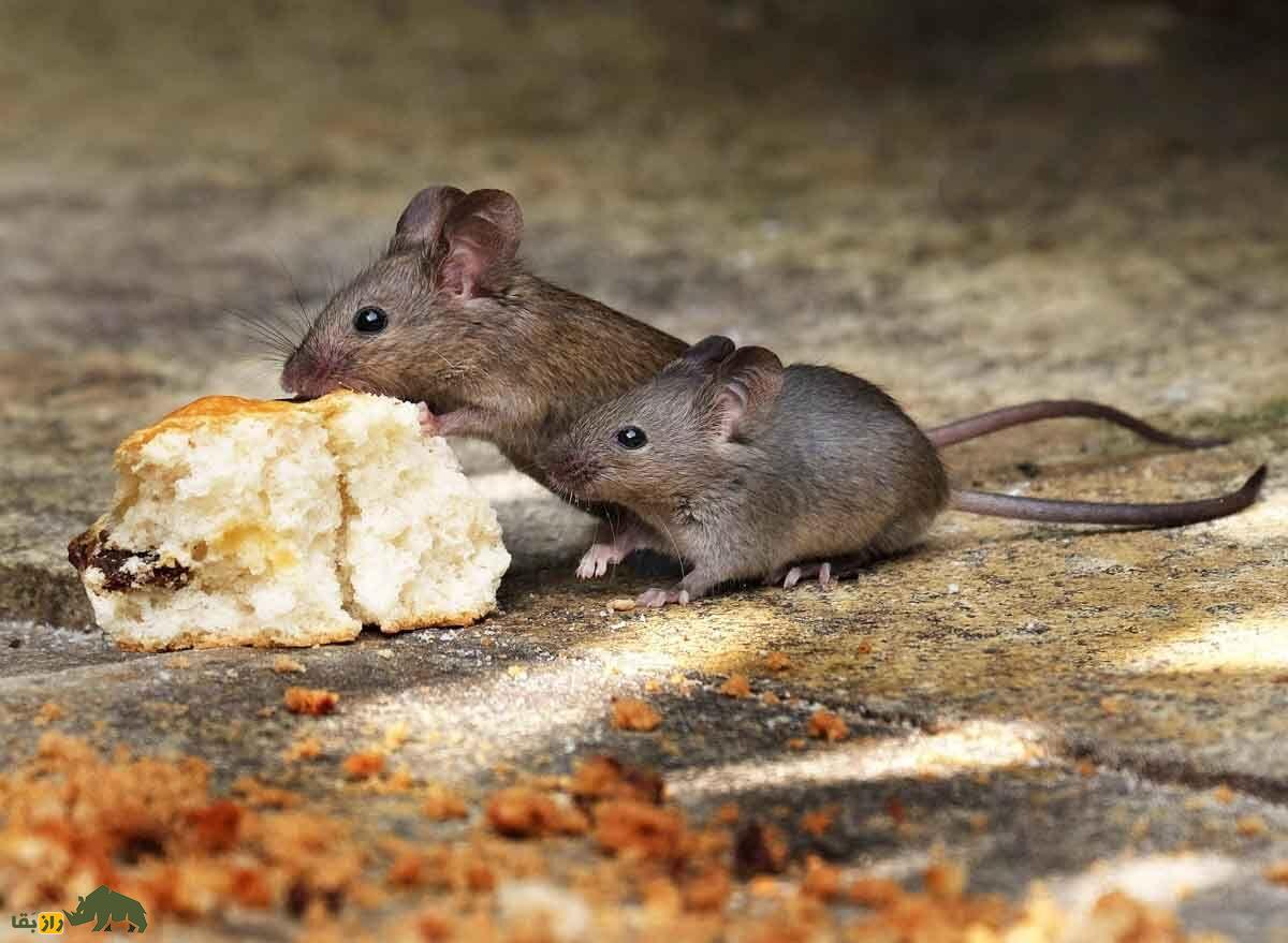 دو موش در حال خوردن تکه ای نان