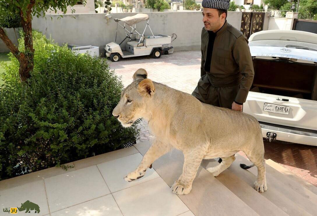 محمد بن سلمان عاشق چه حیواناتی است؟