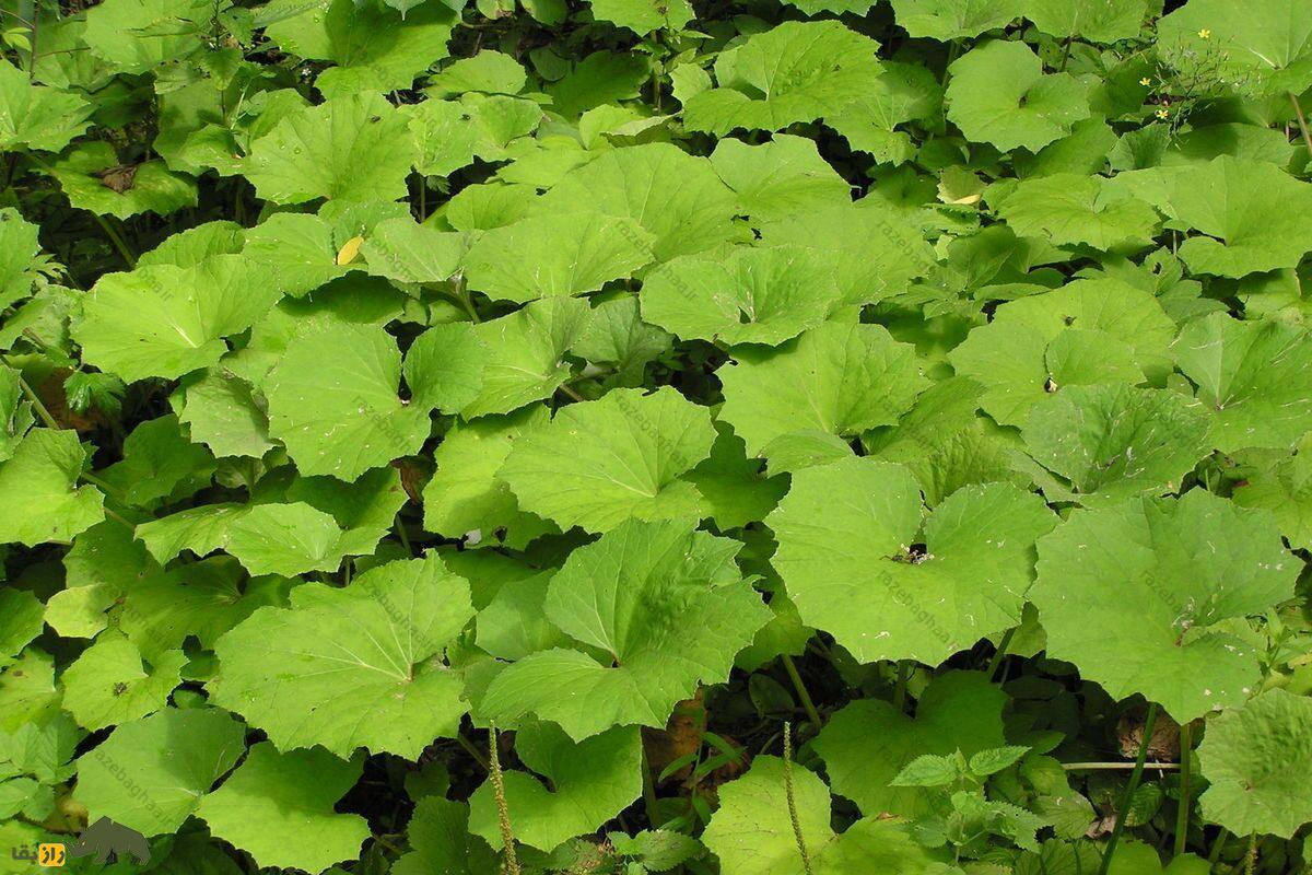 گیاه پای خَر یا علف سرفه؛ موجزه طبیعت برای درمان سرفه و زُکام برگ سبز قلبی شکل گیاه پای خَر یا علف سرفه