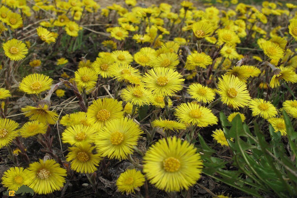 گیاه پای خَر یا علف سرفه؛ موجزه طبیعت برای درمان سرفه و زُکام گیاه پای خَر یا علف سرفه زرد رنگ با برگ سبز
