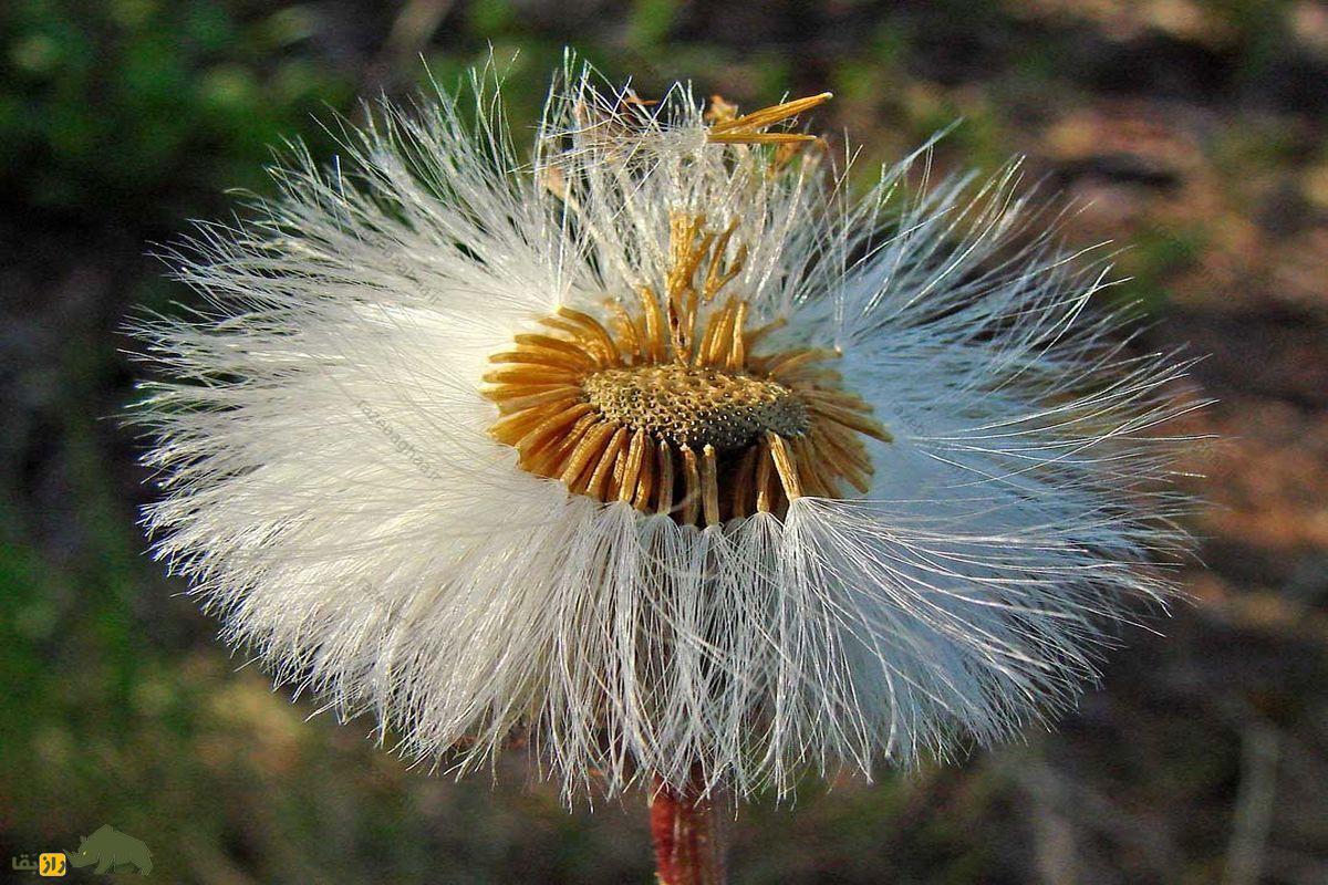 گیاه پای خَر یا علف سرفه؛ موجزه طبیعت برای درمان سرفه و زُکام گیاه پای خَر یا علف سرفه خشک و سفید شده