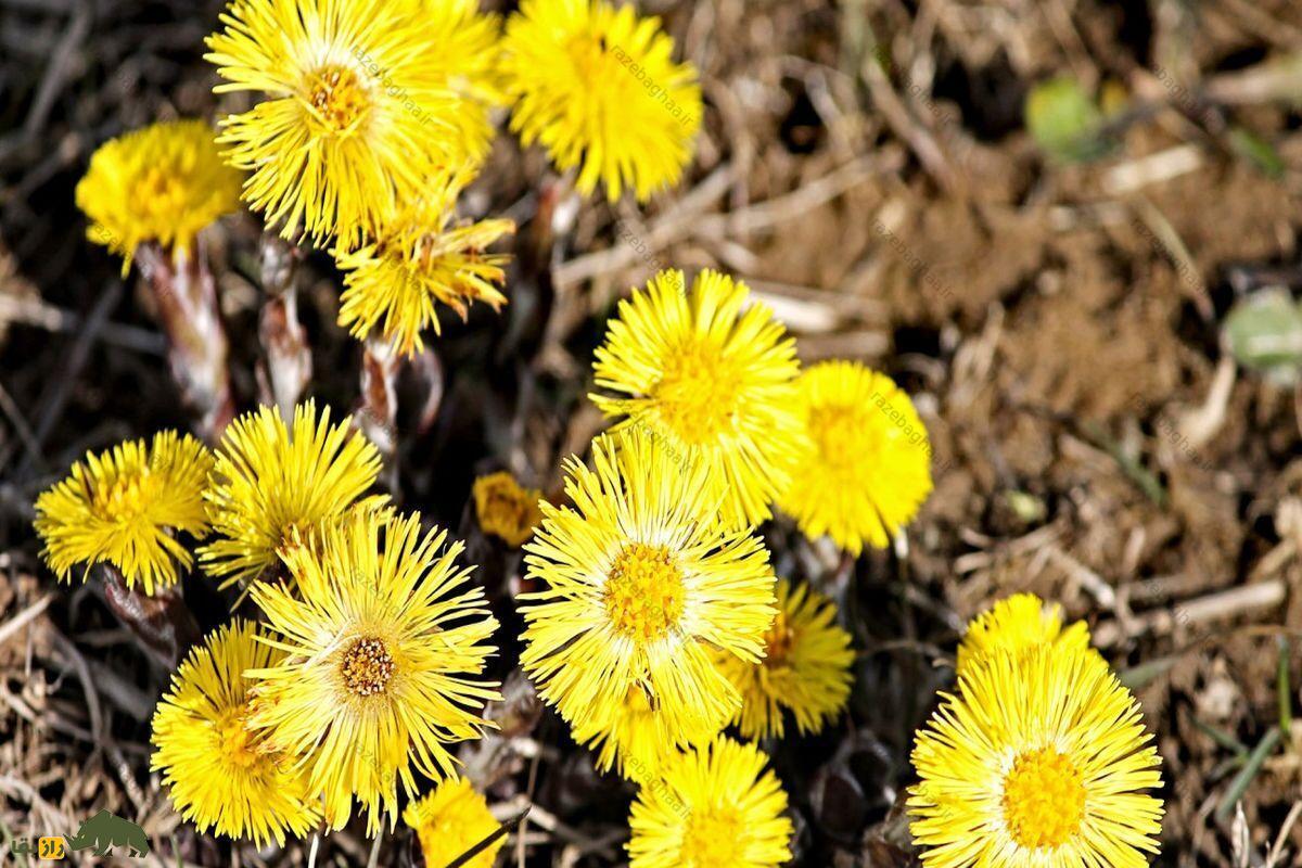 گیاه پای خَر یا علف سرفه؛ موجزه طبیعت برای درمان سرفه و زُکام گیاه پای خَر یا علف سرفه