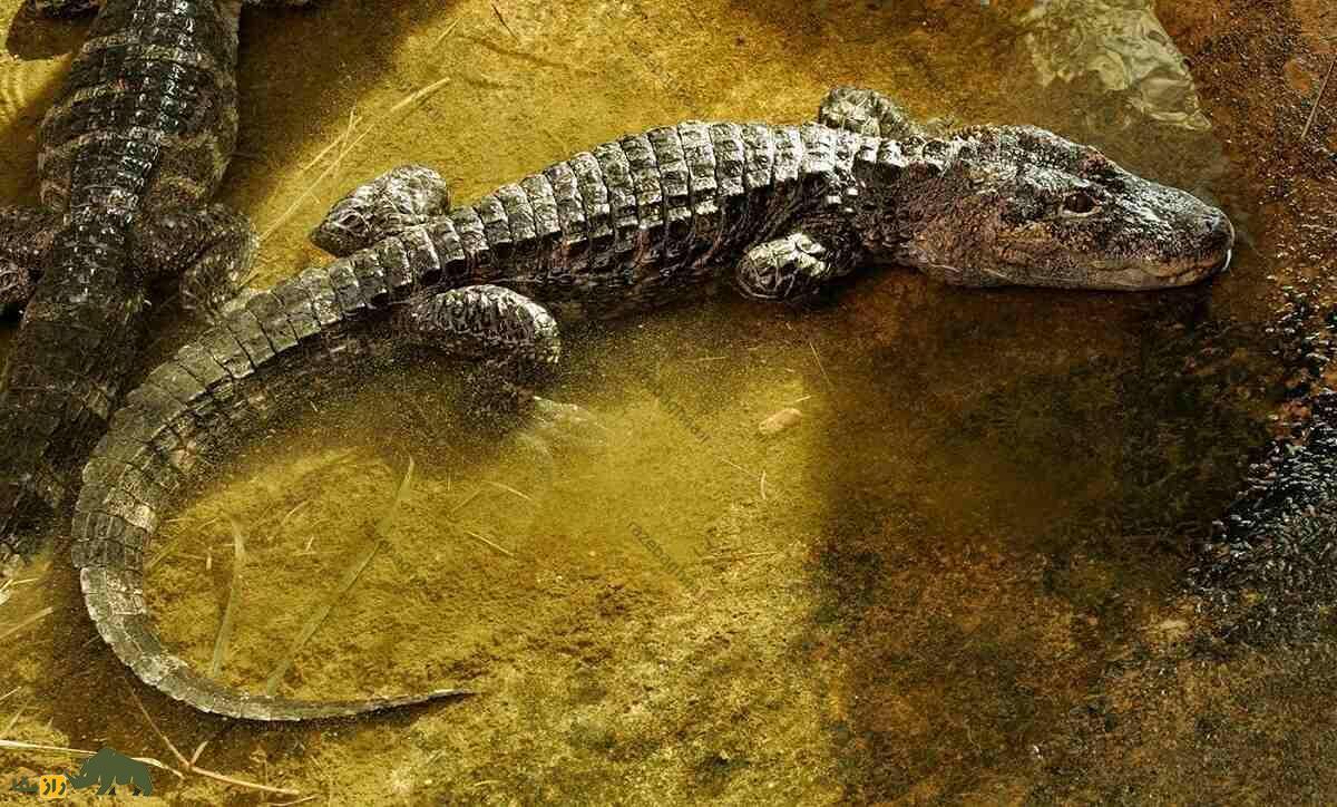 تمساح چینی؛ تمساحی که بر خلاف تمساح‌ها عاشق هوای سرد است و روی شکمش هم زره دارد