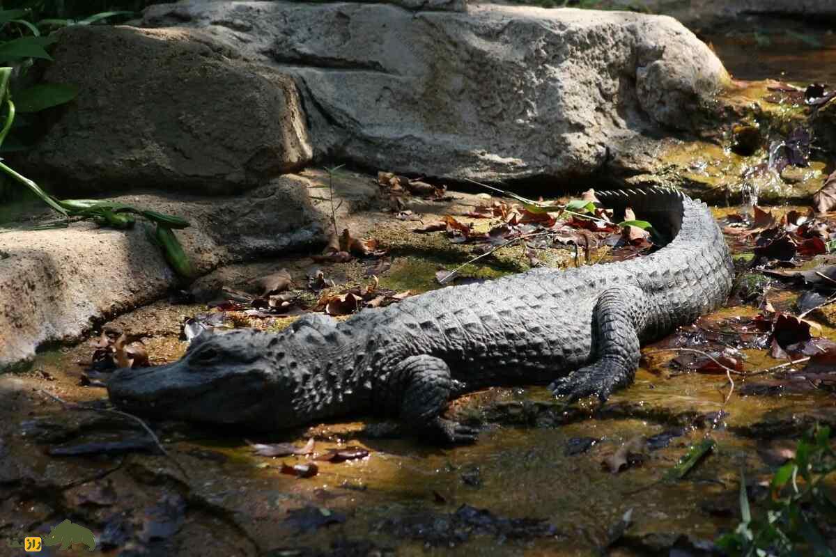 تمساح چینی؛ تمساحی که بر خلاف تمساح‌ها عاشق هوای سرد است و روی شکمش هم زره دارد