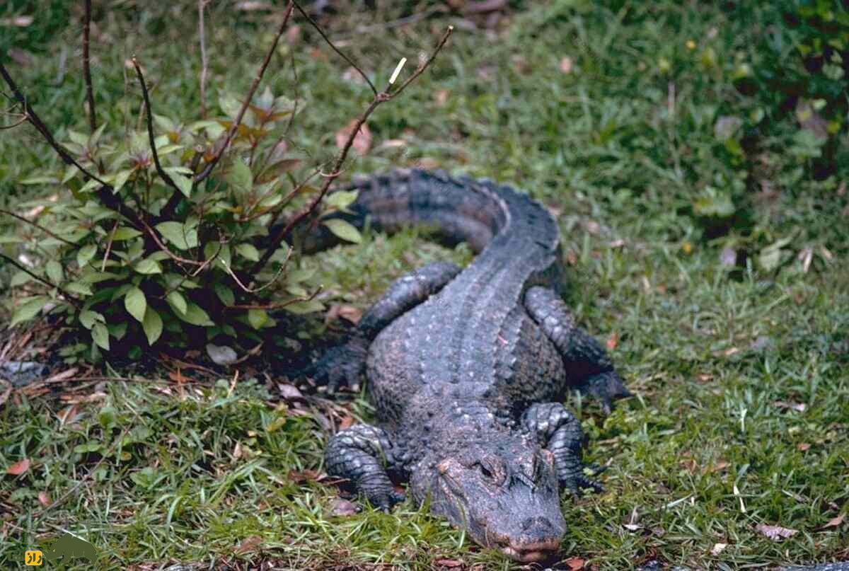 تمساح چینی در حال جستجوی غذا