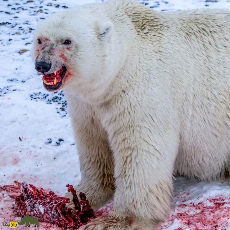 (تصاویر +۱۸) ترسناک‌ترین تصاویر شکار ثبت شده از شکارچیان بی‌رحم حیات وحش