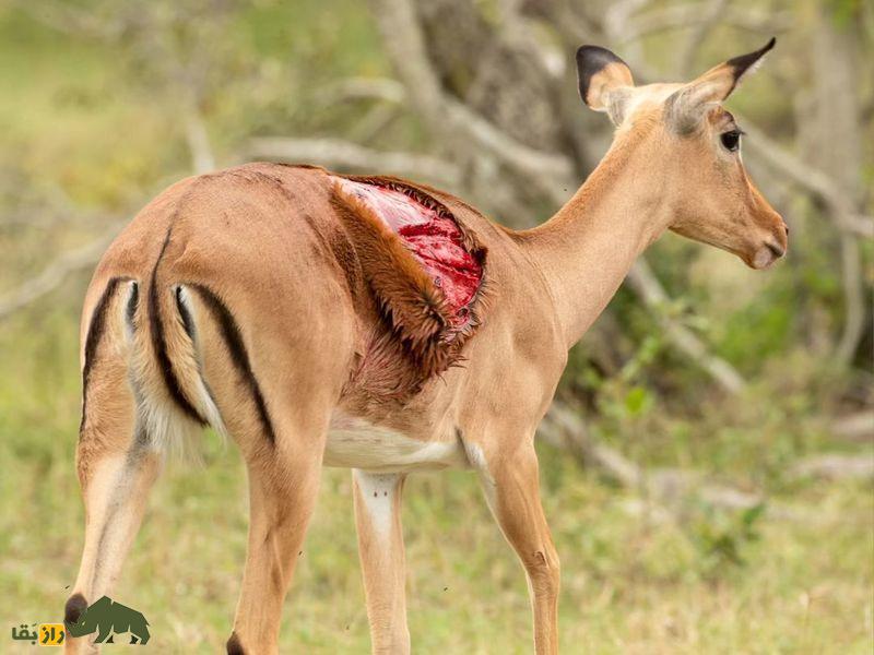 (تصاویر +۱۸) ترسناک‌ترین تصاویر شکار ثبت شده از شکارچیان بی‌رحم حیات وحش