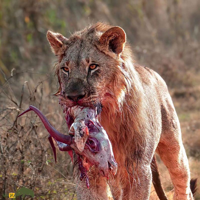 (تصاویر +۱۸) ترسناک‌ترین تصاویر شکار ثبت شده از شکارچیان بی‌رحم حیات وحش