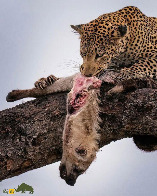 (تصاویر +۱۸) ترسناک‌ترین تصاویر شکار ثبت شده از شکارچیان بی‌رحم حیات وحش