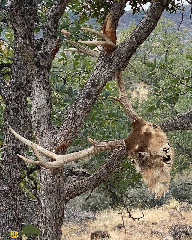 (تصاویر +۱۸) ترسناک‌ترین تصاویر شکار ثبت شده از شکارچیان بی‌رحم حیات وحش