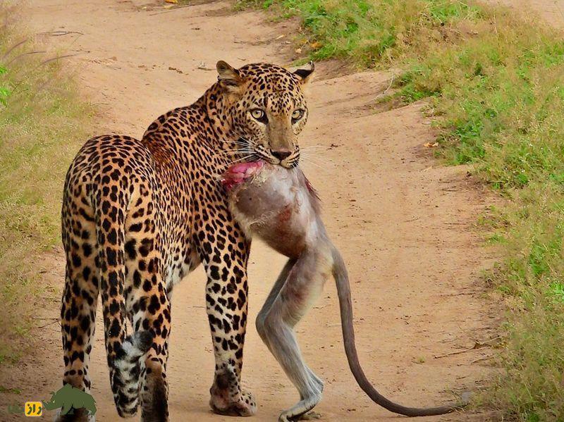 (تصاویر +۱۸) ترسناک‌ترین تصاویر شکار ثبت شده از شکارچیان بی‌رحم حیات وحش