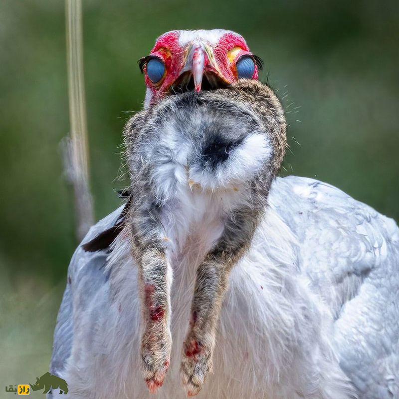 (تصاویر +۱۸) ترسناک‌ترین تصاویر شکار ثبت شده از شکارچیان بی‌رحم حیات وحش