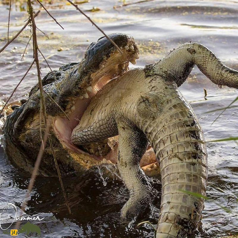 (تصاویر +۱۸) ترسناک‌ترین تصاویر شکار ثبت شده از شکارچیان بی‌رحم حیات وحش