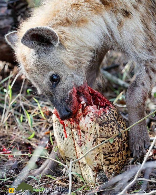 (تصاویر +۱۸) ترسناک‌ترین تصاویر شکار ثبت شده از شکارچیان بی‌رحم حیات وحش