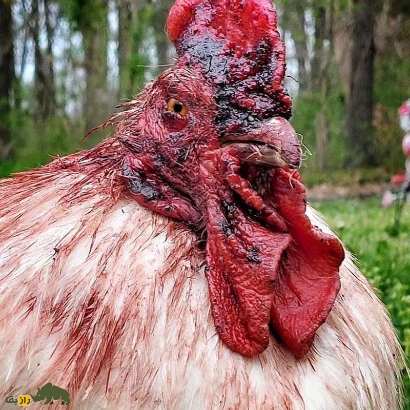 (تصاویر +۱۸) ترسناک‌ترین تصاویر شکار ثبت شده از شکارچیان بی‌رحم حیات وحش