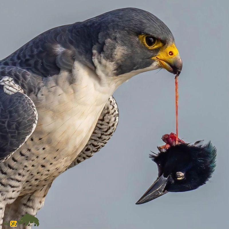 (تصاویر +۱۸) ترسناک‌ترین تصاویر شکار ثبت شده از شکارچیان بی‌رحم حیات وحش