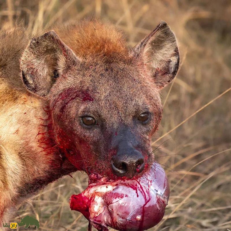 (تصاویر +۱۸) ترسناک‌ترین تصاویر شکار ثبت شده از شکارچیان بی‌رحم حیات وحش