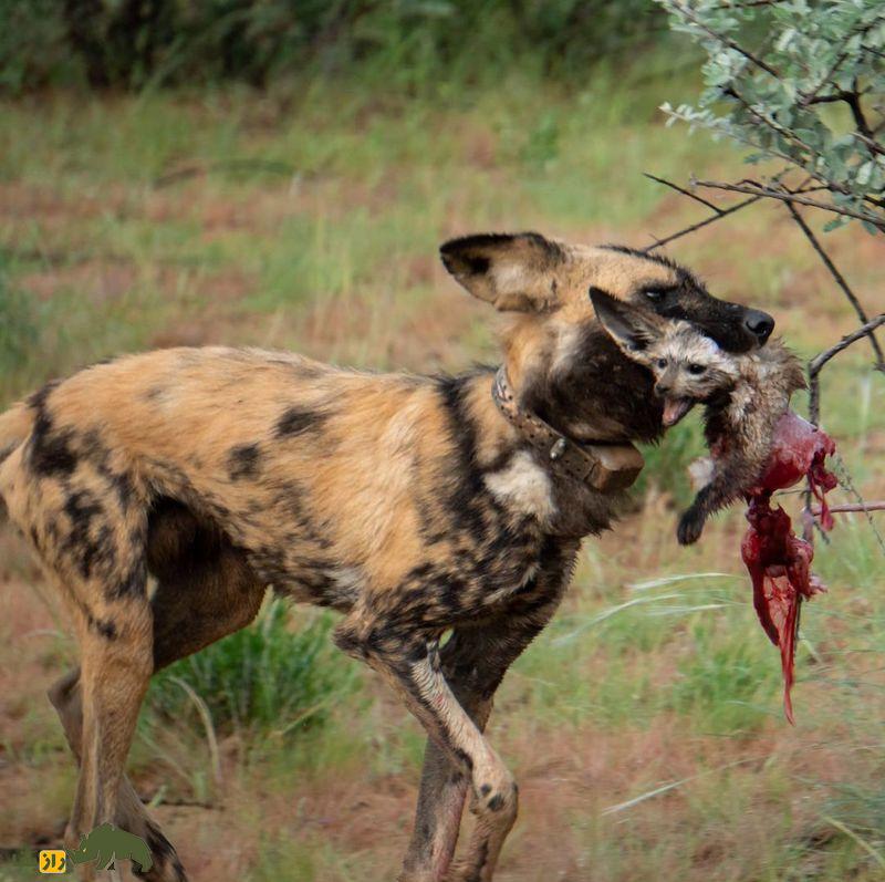 (تصاویر +۱۸) ترسناک‌ترین تصاویر شکار ثبت شده از شکارچیان بی‌رحم حیات وحش