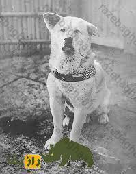 هاچیکو؛ سگ وفادار ژاپنی که ۱۰ سال در ایستگاه قطار منتظر صابحش ماند و مُرد هاچیکو؛ سگ وفادار ژاپنی که ۱۰ سال در ایستگاه قطار منتظر صابحش ماند و مُرد