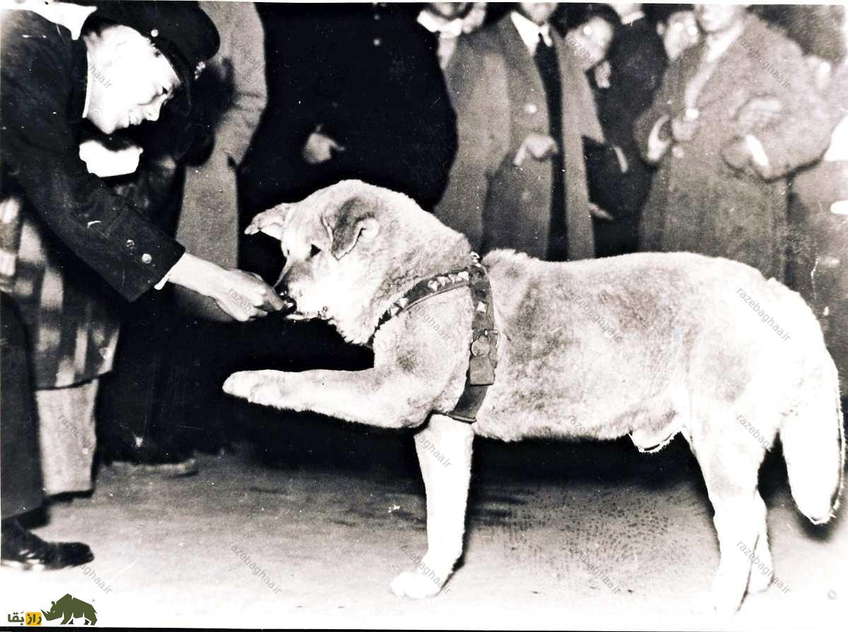 هاچیکو؛ سگ وفادار ژاپنی که ۱۰ سال در ایستگاه قطار منتظر صابحش ماند و مُرد تصوبیر واقعی هاچیکو