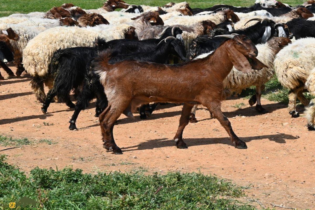 بُز تالی جزیره قشم قهوه ای