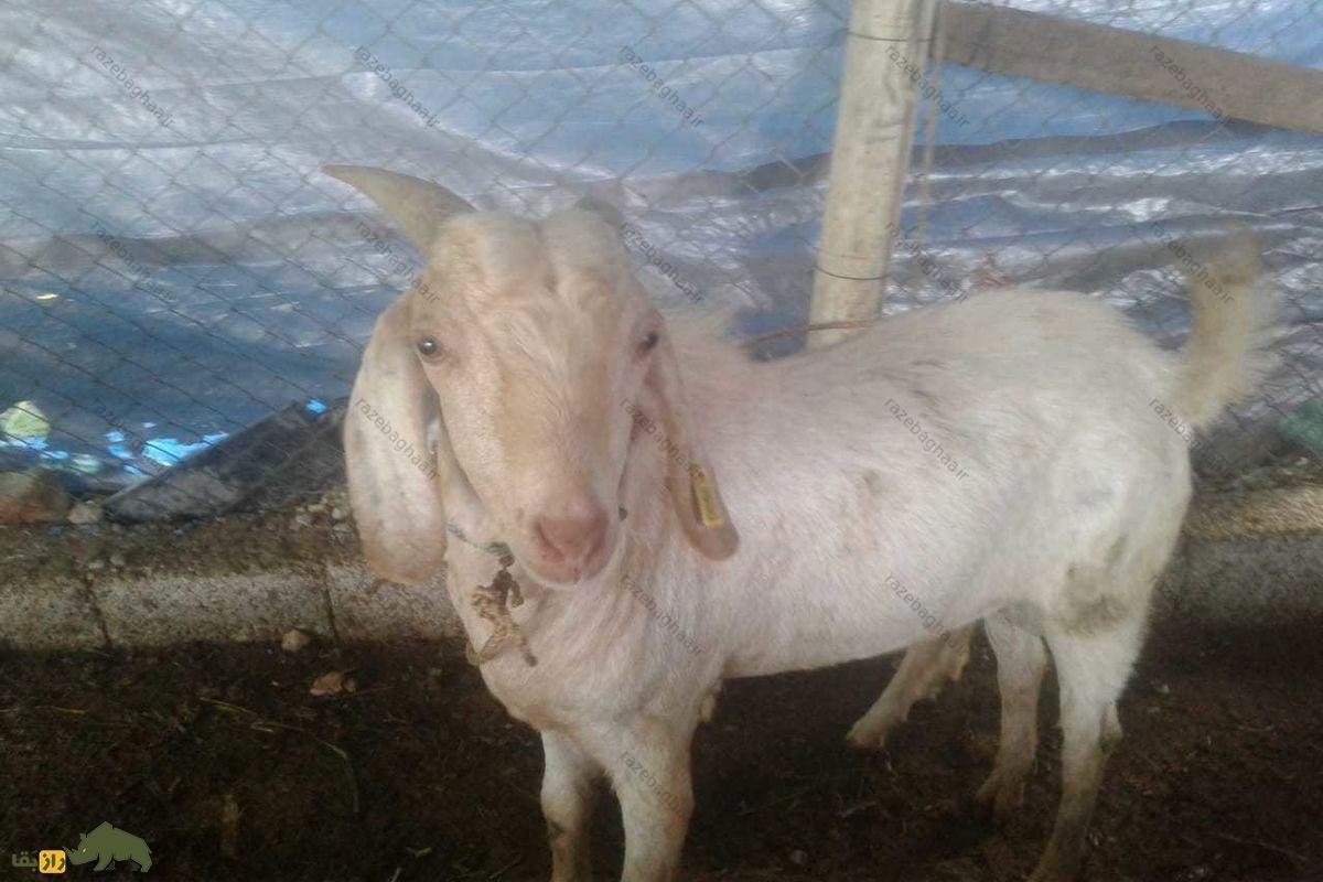 بُز تالی جزیره قشم سفید رنگ