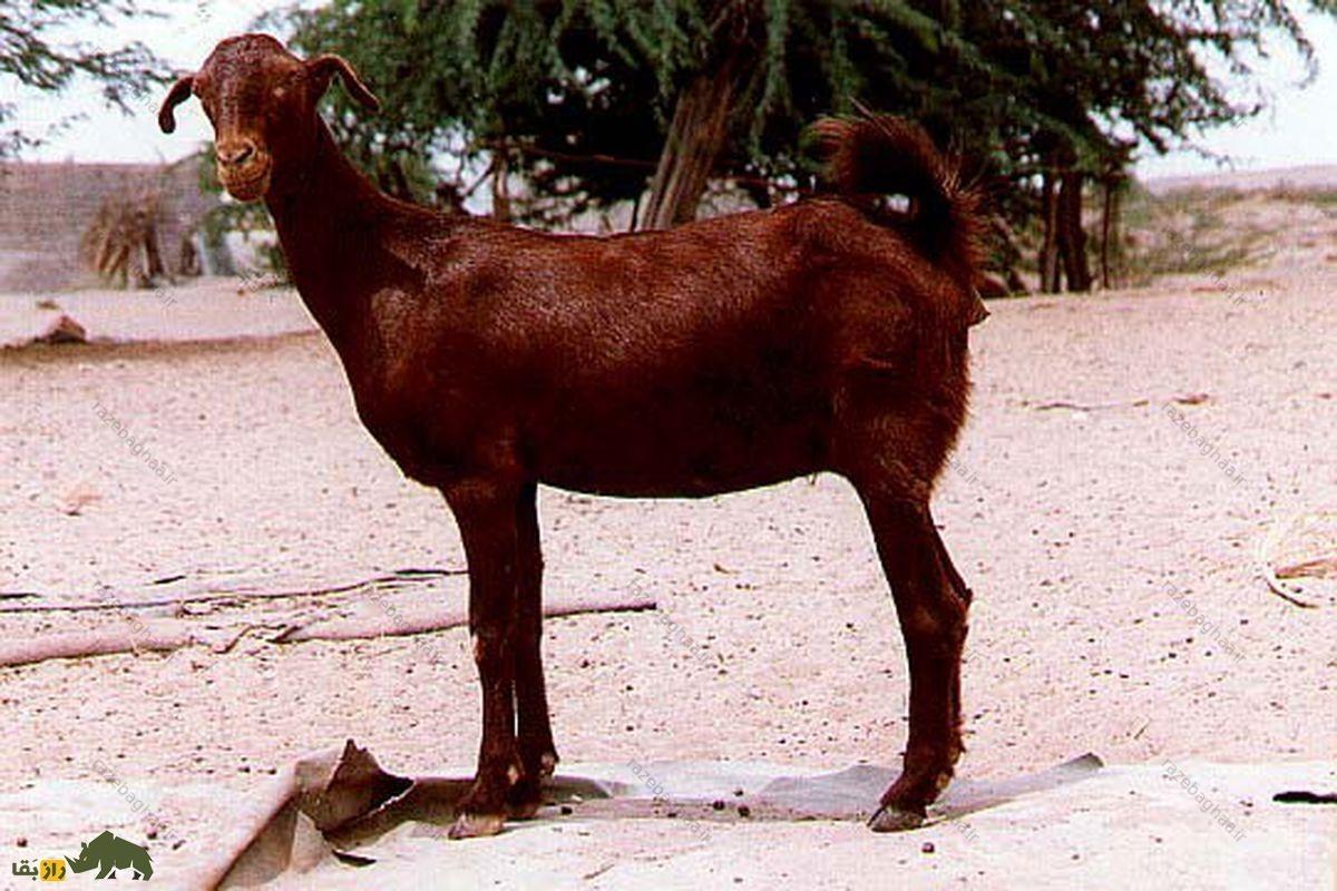 بُز تالی قرمز ماده جزیره قشم