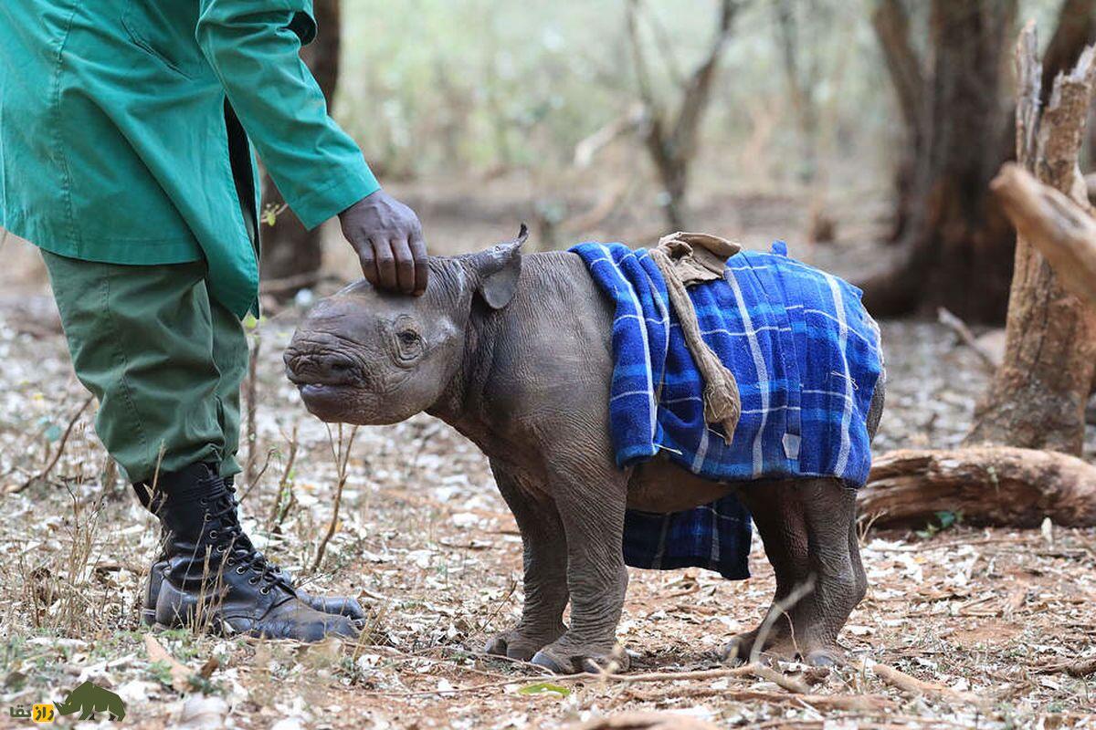 راها کرگدن یتیم