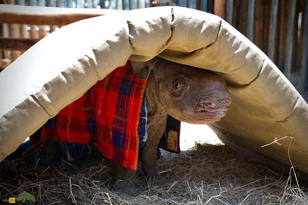 راها کرگدن یتیم