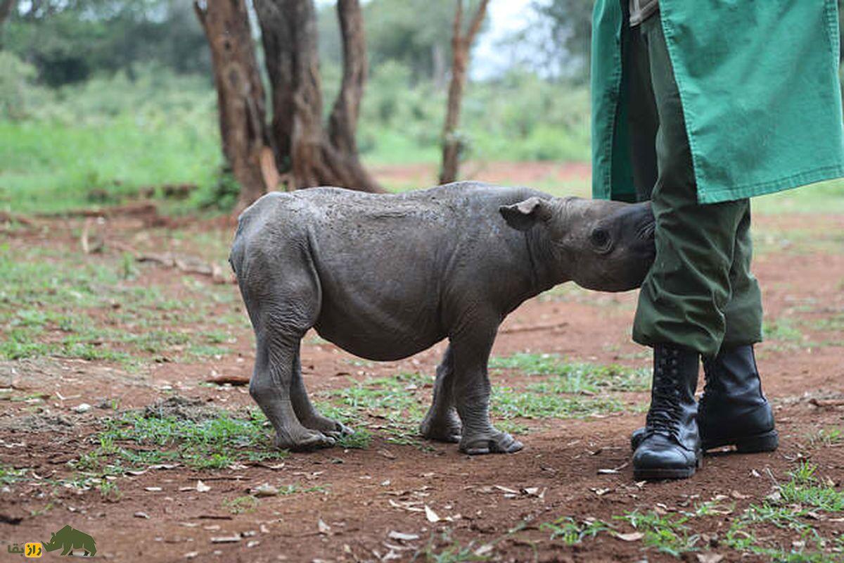 راها کرگدن یتیم