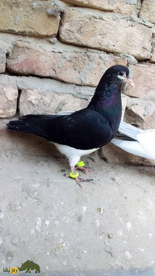 کبوتر مولتانی؛ کبوتر پاکستانی که بلندترین صدا را در بین کبوترها دارد کبوتر مولتانی سیاه و سفید