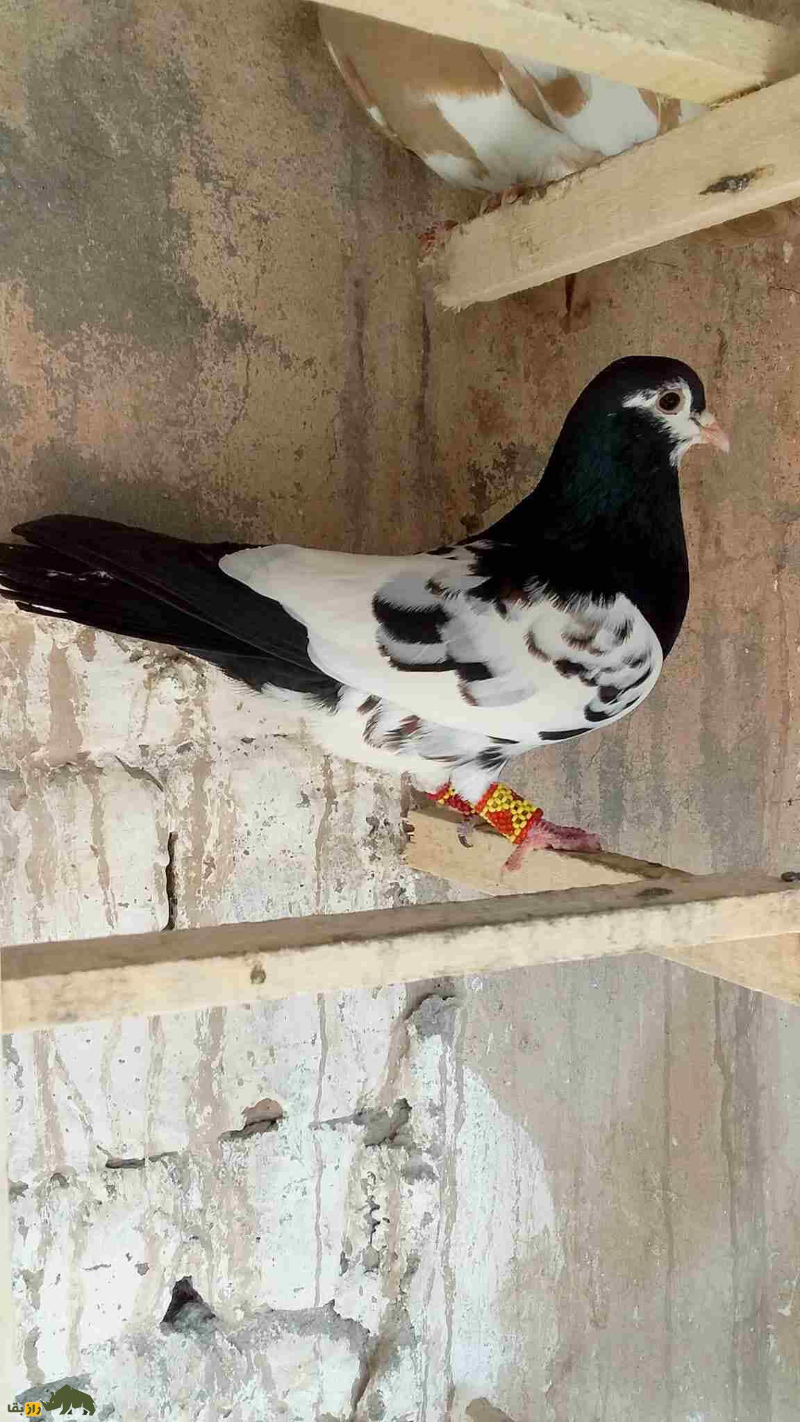 کبوتر مولتانی؛ کبوتر پاکستانی که بلندترین صدا را در بین کبوترها دارد کبوتر مولتانی خالدار با بالهای سفید و سیاه