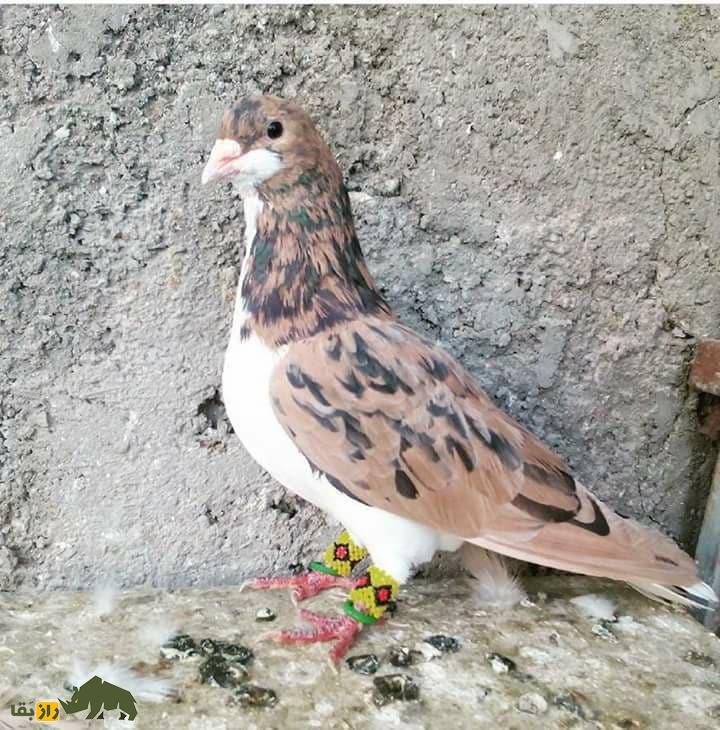 کبوتر مولتانی؛ کبوتر پاکستانی که بلندترین صدا را در بین کبوترها دارد کبوتر مولتانی؛ کبوتر پاکستانی که بلندترین صدا را در بین کبوترها دارد