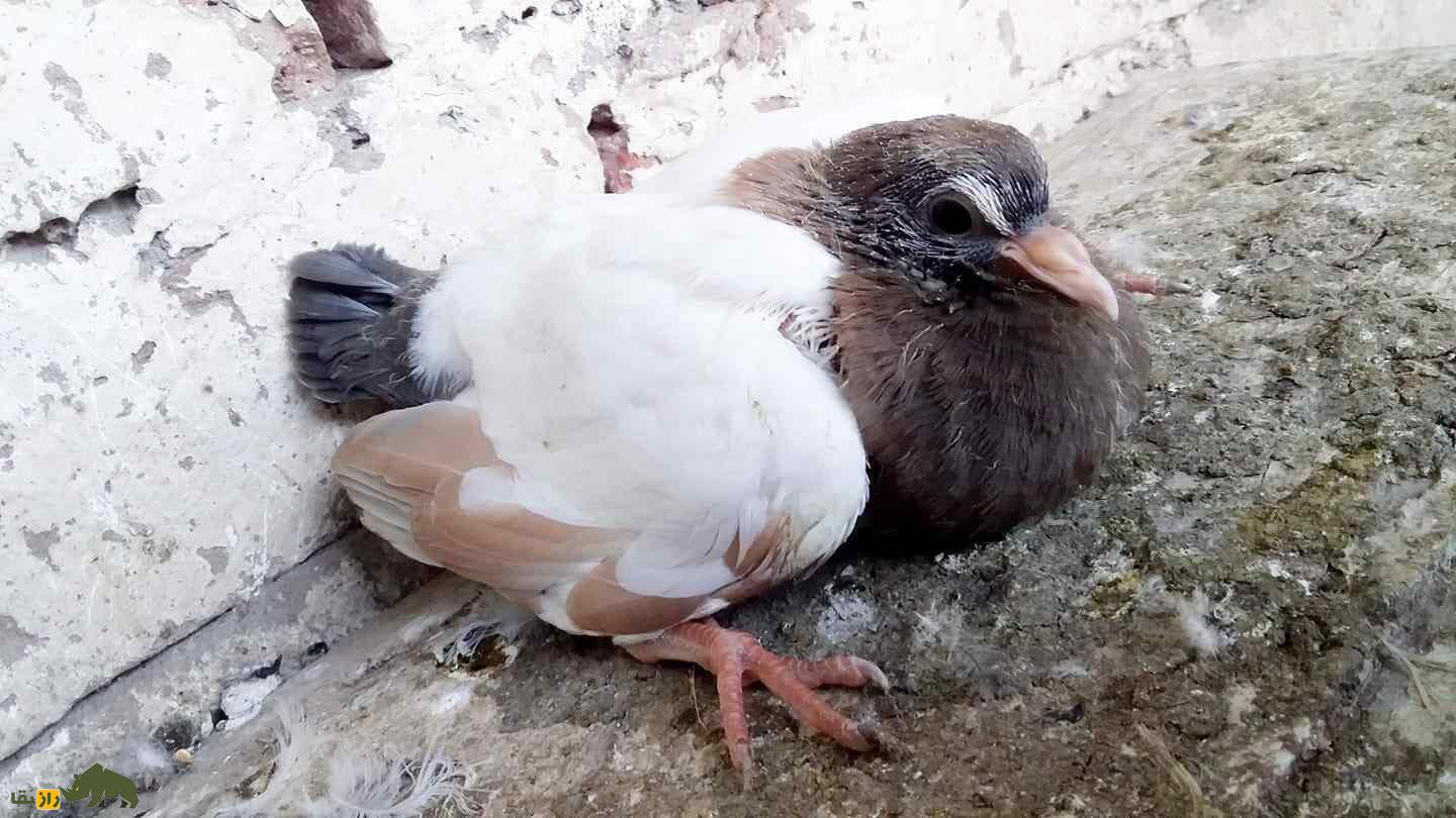 کبوتر مولتانی؛ کبوتر پاکستانی که بلندترین صدا را در بین کبوترها دارد کبوتر مولتانی؛ کبوتر پاکستانی که بلندترین صدا را در بین کبوترها دارد