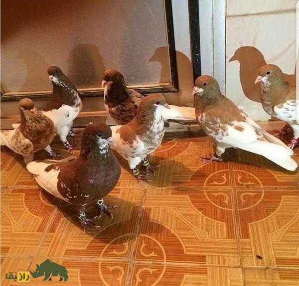 کبوتر مولتانی؛ کبوتر پاکستانی که بلندترین صدا را در بین کبوترها دارد دسته کبوتر مولتانی در حال قدم زدن