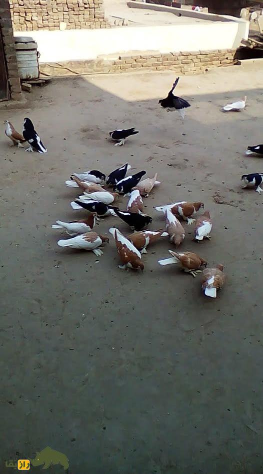 کبوتر مولتانی؛ کبوتر پاکستانی که بلندترین صدا را در بین کبوترها دارد دسته کبوتر مولتانی