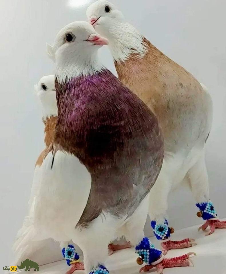 کبوتر مولتانی؛ کبوتر پاکستانی که بلندترین صدا را در بین کبوترها دارد یک جفت کبوتر مولتانی با پس زمینه سفید و گردن شرابی