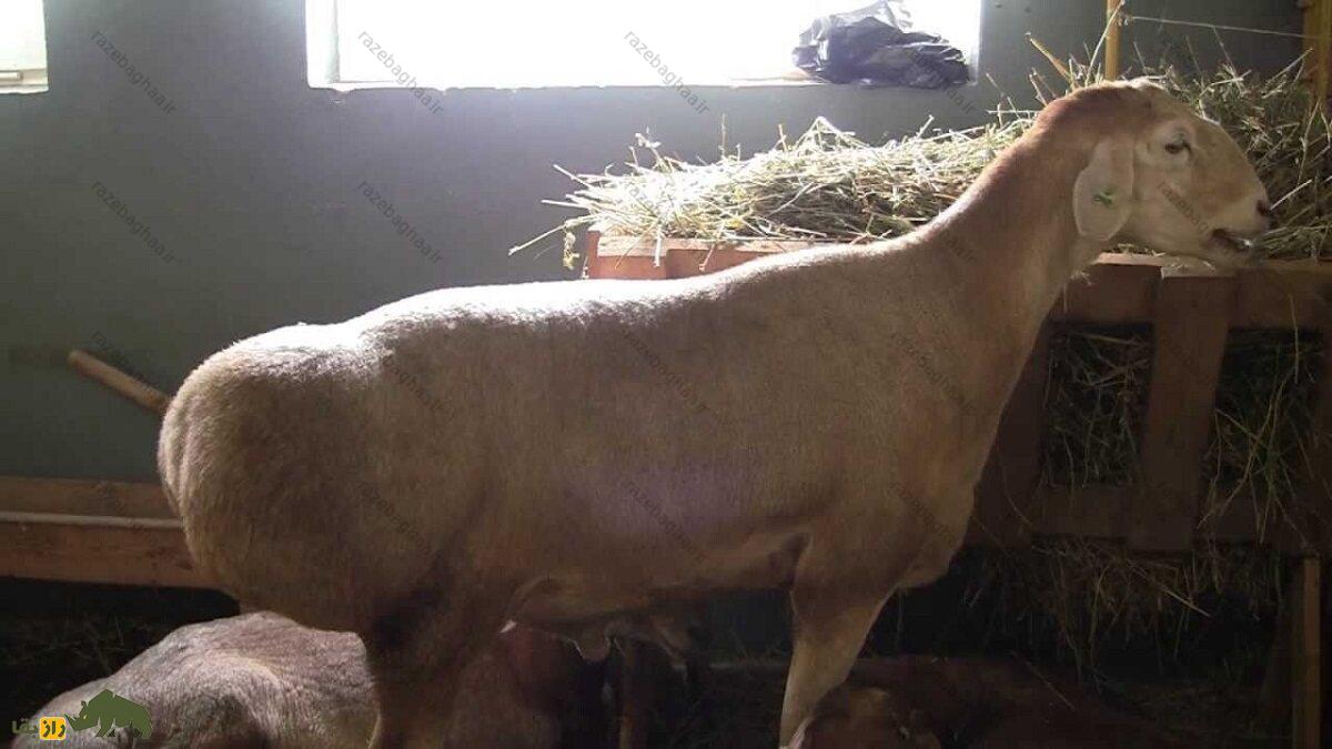 گوسفند اِدیلبای؛ گوسفند ازبکستانی که دنبه ۳۶ کیلویی دارد و چهارقلو میزاید یک گوسفند اِدیلبای پشم چینی شده در طویله