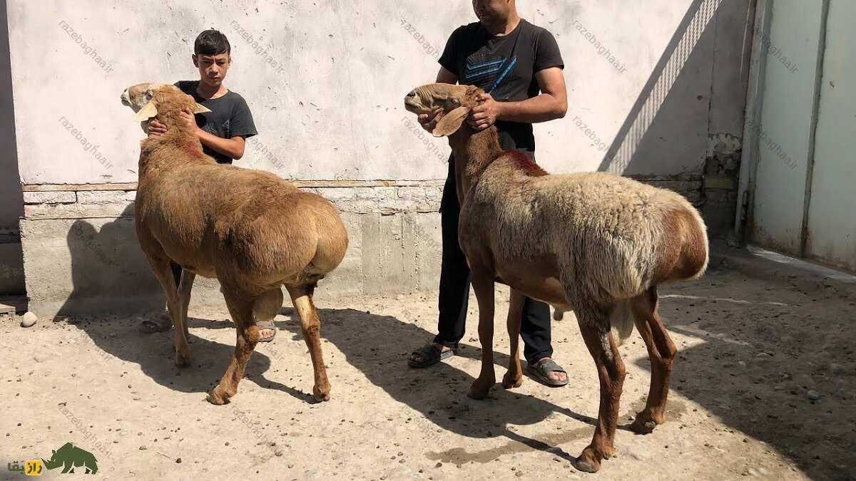 گوسفند اِدیلبای؛ گوسفند ازبکستانی که دنبه ۳۶ کیلویی دارد و چهارقلو میزاید دو گوسفند اِدیلبای با رنگ قهوهای
